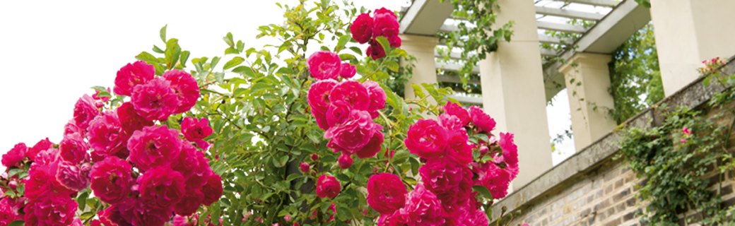 Il Giardino di Rose